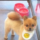 보라애견미용실 이미지