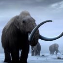 맘모스 이미지