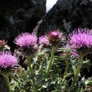 한라산 바늘엉겅퀴Cirsium rhinoceros (H. Lev. &amp; Vaniot) Nakai 이미지