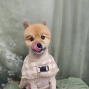 포동펫살롱 이미지