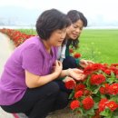 백일홍명품길 이미지