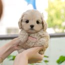 미유펫대구 강아지분양고양이분양(도그플러스동물병원) 이미지