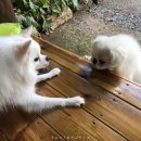 포메민박 이미지