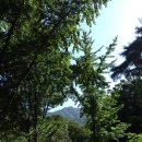 신원사 버스정류장 | (공주 여행)계룡산 신원사 - 배롱나무 꽃이 어여쁘더라.(2018년 8월 18일).