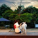 놀이터 반려견 미용실 이미지