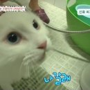 진짜 이미지