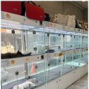 드림독 강아지분양 안심분양센터 부천점 이미지