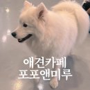 포포앤미루 강동점 | 강동구 애견카페 포포앤미루, 직접 다녀온 방문 후기.