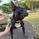 동물보육원 | 인천에서 프렌치불독 파양을 고민하다 안산 동물보육원을 찾기까지