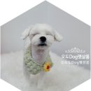 나나 펫 살롱 이미지