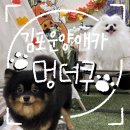 카페 더쿠 이미지