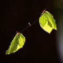 대화장식 이미지