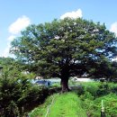 느티나무마을 이미지