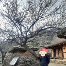 평사리의 그집 | 하동 여행지 최참판댁 평사리들판 하동 스타웨이 스카이워크