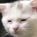 돈의비밀 - 14. 달콤하지 않은 미래 | 도쿄는 차원이 달라