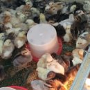 백봉닭농장 이미지