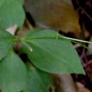 니캉내캉 이미지