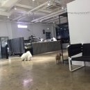 멍블리 애견카페 이미지