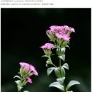 난장이패랭이꽃 - 신경림 이미지
