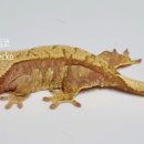 라피스게코 이미지