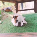 삼순이네 - 세종특별자치시 | 삼순이네