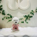 미니비숑 뽀글이의 멍더쿠 애견카페 방문 후기