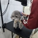 킨더그루밍 이미지