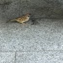 쌍이루