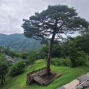 지리산큰나무 이미지