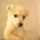 도도한강아지 이미지