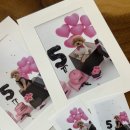 하얀강아지 | 청라 강아지 사진관 mmmr스튜디오 블랙핑크 생일컨셉 내돈내산 촬영 후기