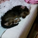 엔젤독스애견 이미지