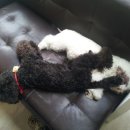 아지와 양이 이미지