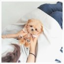 김해 강아지분양 고양이분양 똥강아지 | 김해말티푸분양 후기“김해에서 만난 포근한 인연, 말티푸와 함께 시작된 새로운 일상”