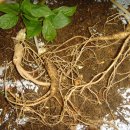 한일인삼 이미지