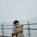 대인카프라자 | 강원도 평창 여행 발왕산케이블카&스카이워크, 대관령 하늘목장 32개월 아기랑 방문 후기