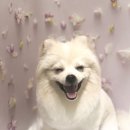 라니네 애견샵 이미지