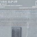 창원 인곡리 모과나무 이미지