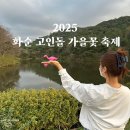 고인돌 | 2025 화순 고인돌 가을꽃축제 후기