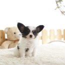 퍼피대디 이미지