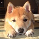 토실 토실 이미지