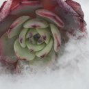 인천축산 이미지