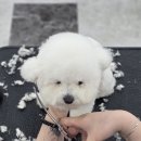 옥천애견미용 네이버블로그