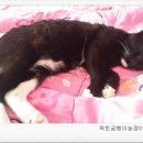 옥토굼벵이농장 네이버블로그