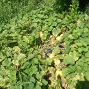 풍년농장 이미지