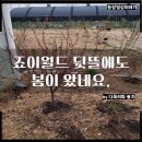 죠이월드 이미지