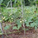 손자농장 이미지