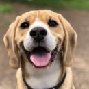 반려동물수제간식만들기 이미지