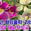 새신상! 향기홀릭~ 라비에타 밀토니아 대나무석곡 샤리베이비 무늬군자란 그외 행잉작품들과 서양란 난자재 영양제 전체 업뎃 이미지