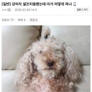 댕댕이미용 이미지